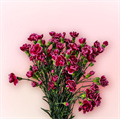 Гвоздика куст SE-Dianthus sp SE-Zulia-FC 0d8a7d6f-a2fb-11ed-0a80-0702002bf33c