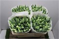 Тюльпан-Tulip-En Snowboard-36cm-42gr 0d8c0e01-4c92-11ee-0a80-1087000731b0