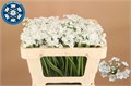 Аллиум-Allium-Flocon-/55cm 0d9704df-f047-11ee-0a80-043f0048fd4b