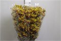 Анигозантус-Anigozanthos-Gold Fever-90cm 00ca5df4-8bf4-11ed-0a80-070800d38ccc