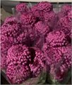Хризантема Бигуди Purple (Краснодар) МН 0d9ae69a-eef6-11f0-0a80-18d100b37509