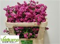 Снежноягодник-Symphoricarpos-Mag Rub Giant-70cm 0da068ca-4df8-11ed-0a80-0c530062514b