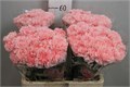 Гвоздика ст-Dianthus st-Jodie-65cm 0daf7ece-bfa4-11ec-0a80-0b4c00069561