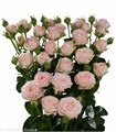 Роза куст-Rosa sp-Bombastic--60cm-Ks 0db153a0-e45b-11ee-0a80-00e8002661a8