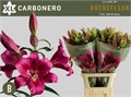 Лилия-Lilium-Ot Carbonero-100cm 0db72d34-519d-11f0-0a80-078f001aee8b