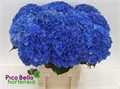 Гортензия-Hydrangea-M Royal Parade--80cm 00cb7b29-36c0-11ef-0a80-0dc600285bf6