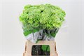 Гвоздика ст-Dianthus st-Hulk-65cm 0dbcb708-7850-11ed-0a80-073a0025de3b
