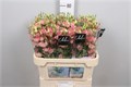 Лизиантус E-Lisianthus E-Botanic Salmon-70cm 0dc10b92-557b-11ee-0a80-020700364faf