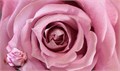 Роза-Rosa-Maritime-60cm-Uu 0dc14f56-928c-11ed-0a80-09740014ceeb