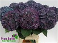 Гортензия-Hydrangea-M Ch Pimpern Cl--80cm 0dc2585f-96c5-11ef-0a80-09db00144131