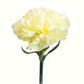 Гвоздика-Carnation-Gabo-70cm-Si 0dc92a57-032d-11ef-0a80-02420000b87e