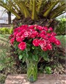Роза куст-Rosa sp-La Parisienne-60cm-RS 0dccae91-97b6-11ef-0a80-08fe0000fa79