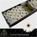 Гербера-Gerbera-Gs Garden Ghost Doos-45cm 0dd1c2aa-7850-11ed-0a80-073a0025de41