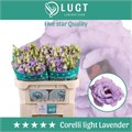 Лизиантус G-Lisianthus G-Corelli La v-72cm 0dd2819c-4df8-11ed-0a80-0c5300625154