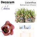 Лизиантус E-Lisianthus E-Bohemian Choco 75cm-75cm 0dd460ad-557b-11ee-0a80-020700364fb8