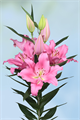 Лилия-Lilium-Or Praiano-100cm 0dd6620d-fd72-11ed-0a80-0db50025ee5b