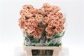 Гвоздика ст-Dianthus st-Honey-70cm 0de50ab2-7850-11ed-0a80-073a0025de47