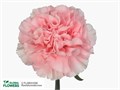 Гвоздика SE-Dianthus SE-Thalia--FC 0de639f3-48d2-11ee-0a80-036000104321
