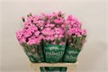 Гвоздика куст-Dianthus Tr-Nenufar-60cm 0df21502-7850-11ed-0a80-073a0025de4d