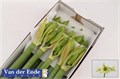 Амариллис St-Hippeastrum St-Di Green Valley X 15-80cm 0df79b80-7850-11ed-0a80-073a0025de50