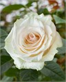 Роза-Rosa-Marzipan-60cm-JR 00cf1d13-d33e-11ef-0a80-0bd3000f14d0