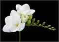 Фрезия-Freesia-Du Versailles-56cm-27gr 0e02a7db-fd72-11ed-0a80-0db50025ee5e