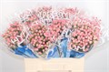 Хиперикум-Hypericum-Coco Casino Pink-60cm 0e0324a4-557b-11ee-0a80-020700364fc3