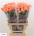 Гвоздика ст-Dianthus st- Tamarind-65cm 0e12db3c-7850-11ed-0a80-073a0025de56