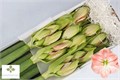 Амариллис St-Hippeastrum St-Ga Darling-75cm 0e192d43-4df8-11ed-0a80-0c5300625165