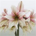 Амариллис St-Hippeastrum St-Di Green Magic-80cm 0e248bfc-7850-11ed-0a80-073a0025de5c