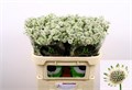 Астрантия-Astrantia-Billion Stars Extra-70cm 00d1dbe2-8bf4-11ed-0a80-070800d38ccf