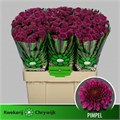 Хризантема сант-Chrysant sant-Aaa Pimpel-55cm-110gr 0e2fe892-4df8-11ed-0a80-0c530062516a