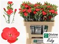 Гвоздика куст-Dianthus Tr-Solomio Ruby-60cm 0e4273e2-4df8-11ed-0a80-0c530062516e
