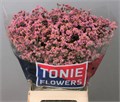 Лимониум-Limonium-Sin Anouchka Dia-65cm-23gr 0e46eae4-fd72-11ed-0a80-0db50025ee64