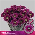 Хризантема куст-Chrysant Tr-Serenity Purple-70cm-75gr 0e54359f-4df8-11ed-0a80-0c530062517d