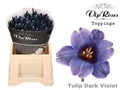 Тюльпан-Tulip-En Dark Violet A-42cm-42gr 0e5676e0-7850-11ed-0a80-073a0025de62