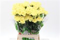 Гвоздика ст-Dianthus st-Hermes Yellow-70cm 0e5f00b1-bfa4-11ec-0a80-0b4c0006963b
