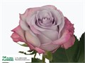 Роза-Rosa-Purple Haze-40cm-AG 0e66268e-bfa9-11ec-0a80-0b4c000af598