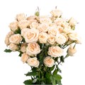 Роза-Rosa-Pinky Promise-60cm-JR 0e810e21-9f1b-11ee-0a80-00bc000b9467
