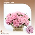 Гортензия-Hydrangea-Hydrabloom Pink Progress-70cm-Bg 0e8cfa6e-f1b7-11ef-0a80-0f59001c870d