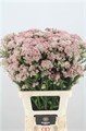 Озотамнус-Ozothamnus-Cooks Tall Pin--70cm 0e90421c-4df8-11ed-0a80-0c5300625190