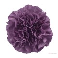 Гвоздика ст-Dianthus st-Extasis Hi-70cm 0e95814b-bfa4-11ec-0a80-0b4c00069676