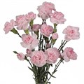 Гвоздика куст-Dianthus spray-Pink-60cm-AO 0e965147-8c86-11ef-0a80-14940013ed79