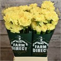 Гвоздика ст-Dianthus st-Hermes-70cm 0eac4eab-bfa4-11ec-0a80-0b4c00069691