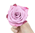 Роза-Rosa-Moody Blues-70cm-AG 0eb84baa-6ab5-11ef-0a80-006200107bcf