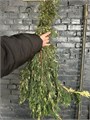 Туя вариегатная (Краснодар) 0ebb47d5-d381-11f0-0a80-0df70025eecb