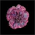 Гвоздика ст-Dianthus st-Hollandia-60cm 0ebd3201-bfa4-11ec-0a80-0b4c000696a4