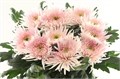Хризантема одн-Chrysant Gr-Capriool-70cm-80gr 0ec41ff7-bfa6-11ec-0a80-0b4c00087098