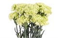 Гвоздика ст-Dianthus st-Goblin-55cm 0ec496cd-bfa4-11ec-0a80-0b4c000696ad