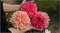 Пион-Paeonia-Mary Jo Legare-60cm-SF 0ec8ac70-e64e-11ec-0a80-015b000c7e48